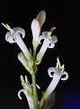 Ligustrum vulgare fleurs0a.jpg