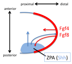 Early signals that define the anterior-posterior and proximal-distal axis in vertebrate limb development.