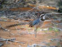A bird, brown overall with blue on its wings and a white chin, looks right with its long tail pointed straight back while standing in reddish-brown sand in a thicket.