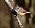 Lophophanes cristatus -Aviemore, Scotland-8.jpg