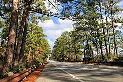 Part of the Lost Pines Forest along State Highway 21 near Bastrop