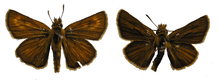 Two butterflies side-by-side. The left is a dark brown, with lighter circles around the top wings. The right is darker, and the circles of light are less visible