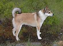 Norwegian Lundehund image