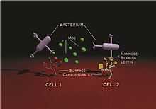 MOS is agglutinating the bacteria and preventing it from attaching to the gut wall.