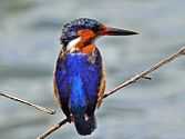 Malagasy Kingfisher RWD6.jpg