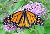 Monarch butterfly