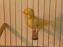 Clear buff Australian plainhead canary, not colourfed