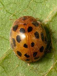 24-spot Ladybird