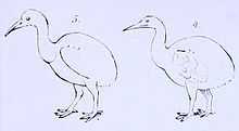 A line drawing of two flightless birds, each with an ovoid body, long neck and pointed bill