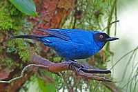 Masked Flowerpiercer 2.jpg