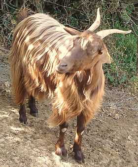 a long-haired tawny-coloured goat