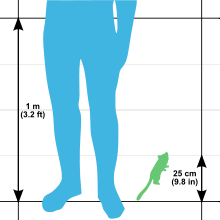 Outline illustration showing a human leg and waist up to 1 m (3.2 ft) next to a gray mouse lemur measuring 25 cm (9.8 in)