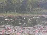 Migratory birds at the Jahangirnagar University campus