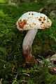 Mold boletus chrysenteron rotfussroehrling.jpg