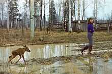 A young woman in rubber boots is walking through a muddy clearing in a wood at Kostroma Moose Farm followed by a very young moose, struggling to keep up