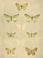 Moths of the British Isles Series2 Plate043.jpg