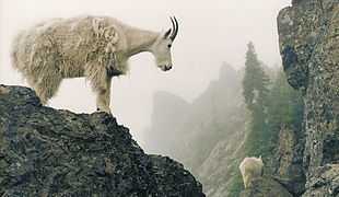 Mountain goats on rocky terrain