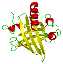 A ribbon diagram of a mouse major urinary protein, containing eight beta sheets and four alpha helices.