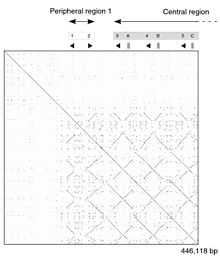 A dot plot showing different patterns of self-similarity within the first five genes of the mouse Mup cluster