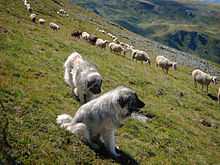 Murgjo Sharr Mountain Dog Nedi Limani.jpg