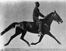  early film sequence of a horse with a rider, moving lateral pairs of front and hind legs forward in a two-beat gait