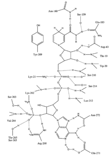 pathway alt text