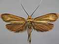 Nemophora metallica BE-MK-7-327a.jpg