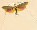 Nemophora metallica ill.JPG