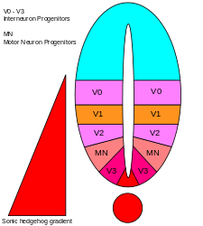 Depiction of domains of the ventral neuronal cell types in the neural tube