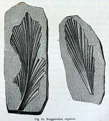 Fossilized leaf-like structures