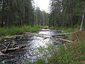 A small stream with grassy banks surrounded by pine forests