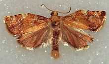 A mottled brown moth with wings outspread on a glittery white background