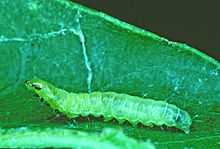  A green caterpillar upside down on a dark green leaf with lighter colored veins, against a black background.