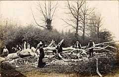 Damage at Odell Great Wood after a storm in 1906