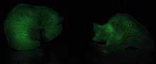 mushrooms with glowing green gills in darkness