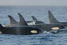 A group of killer whales has surfaced. Four dorsal fins are visible, three of which curve backward at the tip.