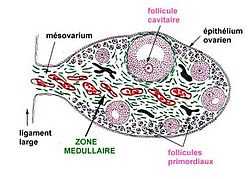Ovaire 1.JPG