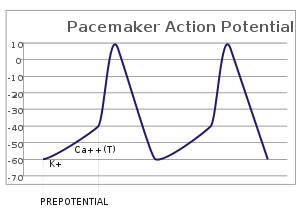 A plot of action potential (mV) vs time.  The membrane potential is initially -60 mV, rise relatively slowly to the threshold potential of -40 mV and then quickly spikes at a potential of +10 mV, after which it rapidly returns to the starting -60 mV potential.  The cycle is then repeated.