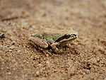 A light green and tan colored frog with a black stripe extending from its nose, across its eye, to its shoulder, set in light brown sand