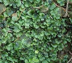 A large dark green round patch of liverwort