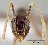 The top view of a "major" worker of P. purpurea, with a scale to distinguish size