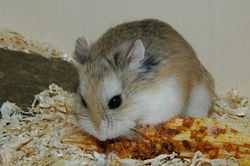 A Roborovski hamster eating