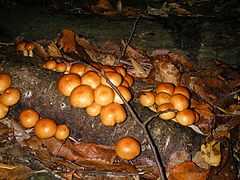 Fruit body of Pholiota nameko cultivated on wood log.