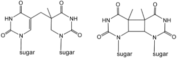 Photodimers