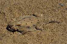 Camouflage defense illustrated by flat-tail horned lizard with flattened body, eliminating shadow to successfully camouflage into their surrounding.