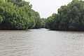 Pichavaram Mangrove Forest 17.JPG