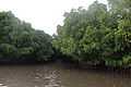 Pichavaram Mangrove Forest 18.JPG