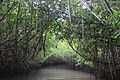 Pichavaram Mangrove Forest 22.JPG