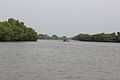 Pichavaram Mangrove Forest 8.JPG