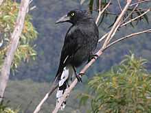 blackish crow-like bird looking left over its shoulder on a gum tree branch